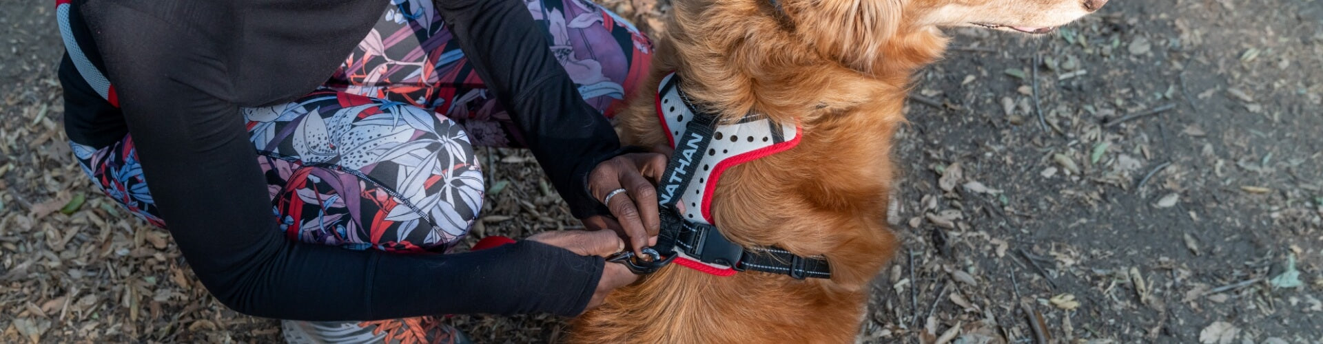 Runner Attaching Harness to Dog